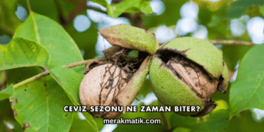Ceviz Sezonu Ne Zaman Biter?