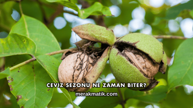 Ceviz Sezonu Ne Zaman Biter?