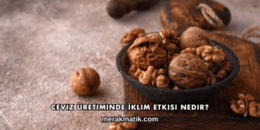 Ceviz Üretiminde İklim Etkisi Nedir?