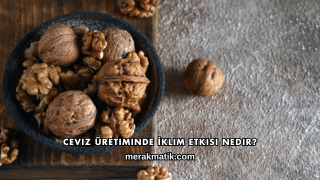Ceviz Üretiminde Kaliteyi Belirleyen Faktörler Nelerdir?