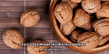 Ceviz Üretiminde İklim Etkisi Nedir?