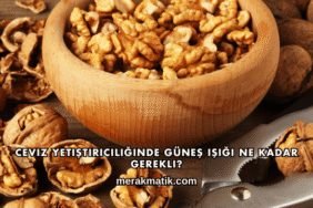 Ceviz Yetiştiriciliğinde Güneş Işığı Ne Kadar Gerekli?