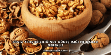Ceviz Yetiştiriciliğinde Güneş Işığı Ne Kadar Gerekli?