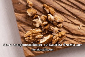Ceviz Yetiştiriciliğinde Su Kalitesi Önemli mi?
