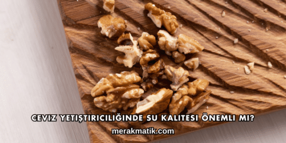 Ceviz Yetiştiriciliğinde Su Kalitesi Önemli mi?