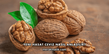 Yeni Hasat Ceviz Nasıl Anlaşılır?