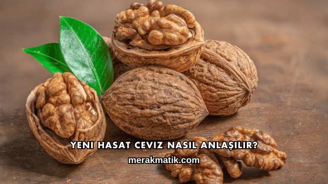 Yeni Hasat Ceviz Nasıl Anlaşılır?
