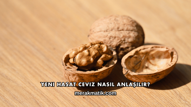 Yeni Hasat Ceviz Nasıl Anlaşılır?