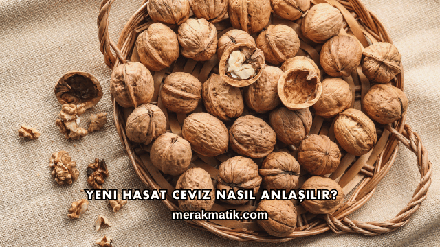 Yeni Hasat Ceviz Nasıl Anlaşılır?